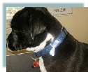 Rogz Collars